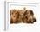 Miniature Long-Haired Dachshund Puppies with British Shorthair Red Tabby Kitten-Jane Burton-Framed Photographic Print