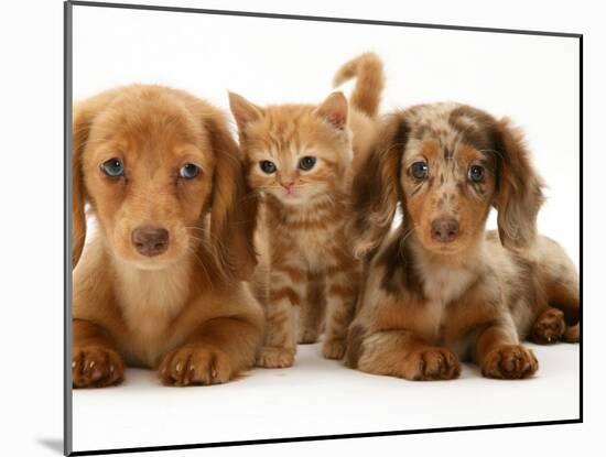 Miniature Long-Haired Dachshund Puppies with British Shorthair Red Tabby Kitten-Jane Burton-Mounted Photographic Print
