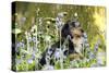 Miniature Long Haired Dachshund Sitting in Bluebells-null-Stretched Canvas