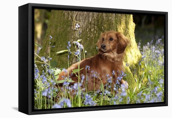 Miniature Long Haired Dachshund Sitting in Bluebells-null-Framed Stretched Canvas