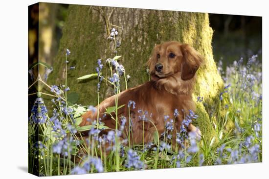 Miniature Long Haired Dachshund Sitting in Bluebells-null-Stretched Canvas