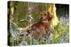 Miniature Long Haired Dachshund Sitting in Bluebells-null-Stretched Canvas