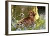 Miniature Long Haired Dachshund Sitting in Bluebells-null-Framed Photographic Print