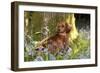 Miniature Long Haired Dachshund Sitting in Bluebells-null-Framed Photographic Print