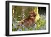 Miniature Long Haired Dachshund Sitting in Bluebells-null-Framed Photographic Print