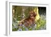 Miniature Long Haired Dachshund Sitting in Bluebells-null-Framed Photographic Print