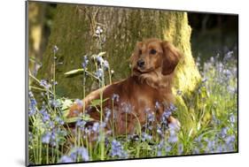 Miniature Long Haired Dachshund Sitting in Bluebells-null-Mounted Photographic Print