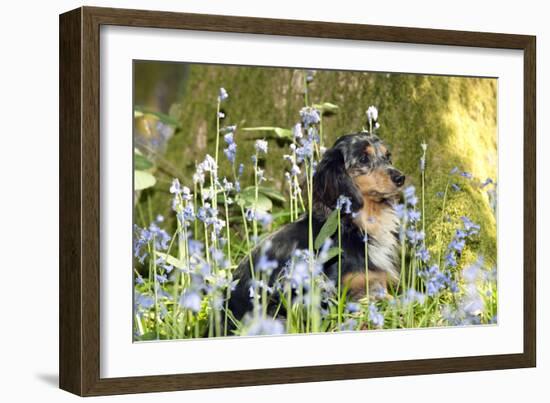 Miniature Long Haired Dachshund Sitting in Bluebells-null-Framed Photographic Print