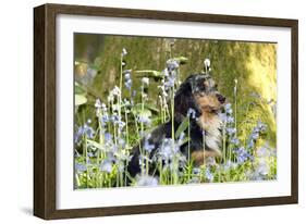 Miniature Long Haired Dachshund Sitting in Bluebells-null-Framed Photographic Print