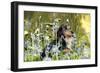 Miniature Long Haired Dachshund Sitting in Bluebells-null-Framed Photographic Print