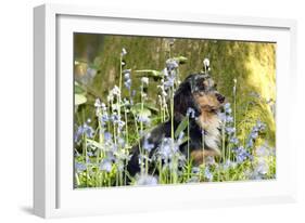 Miniature Long Haired Dachshund Sitting in Bluebells-null-Framed Photographic Print