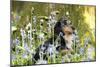 Miniature Long Haired Dachshund Sitting in Bluebells-null-Mounted Photographic Print
