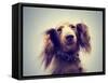 Miniature Long Haired Dachshund with Blue Sky Done with a Retro-graphicphoto-Framed Stretched Canvas
