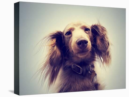 Miniature Long Haired Dachshund with Blue Sky Done with a Retro-graphicphoto-Stretched Canvas