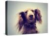 Miniature Long Haired Dachshund with Blue Sky Done with a Retro-graphicphoto-Stretched Canvas