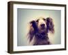 Miniature Long Haired Dachshund with Blue Sky Done with a Retro-graphicphoto-Framed Photographic Print