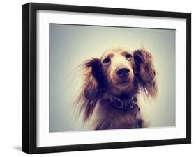 Miniature Long Haired Dachshund with Blue Sky Done with a Retro-graphicphoto-Framed Photographic Print