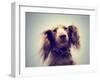 Miniature Long Haired Dachshund with Blue Sky Done with a Retro-graphicphoto-Framed Photographic Print