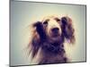 Miniature Long Haired Dachshund with Blue Sky Done with a Retro-graphicphoto-Mounted Photographic Print