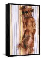 Miniature Long-Haired Dachshund-null-Framed Stretched Canvas