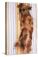 Miniature Long-Haired Dachshund-null-Stretched Canvas