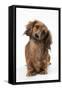 Miniature Long-Haired Dachshund-null-Framed Stretched Canvas