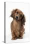 Miniature Long-Haired Dachshund-null-Stretched Canvas