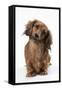 Miniature Long-Haired Dachshund-null-Framed Stretched Canvas