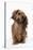 Miniature Long-Haired Dachshund-null-Stretched Canvas