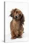 Miniature Long-Haired Dachshund-null-Stretched Canvas