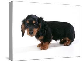Miniature Long-Haired Dachshund-null-Stretched Canvas
