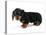 Miniature Long-Haired Dachshund-null-Stretched Canvas
