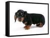 Miniature Long-Haired Dachshund-null-Framed Stretched Canvas