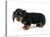 Miniature Long-Haired Dachshund-null-Stretched Canvas