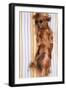 Miniature Long-Haired Dachshund-null-Framed Photographic Print