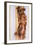 Miniature Long-Haired Dachshund-null-Framed Photographic Print