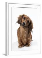 Miniature Long-Haired Dachshund-null-Framed Photographic Print