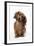 Miniature Long-Haired Dachshund-null-Framed Photographic Print