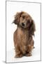 Miniature Long-Haired Dachshund-null-Mounted Photographic Print