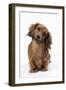 Miniature Long-Haired Dachshund-null-Framed Photographic Print