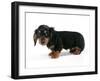 Miniature Long-Haired Dachshund-null-Framed Photographic Print