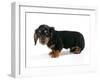 Miniature Long-Haired Dachshund-null-Framed Photographic Print