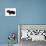 Miniature Long-Haired Dachshund-null-Mounted Photographic Print displayed on a wall