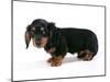 Miniature Long-Haired Dachshund-null-Mounted Photographic Print