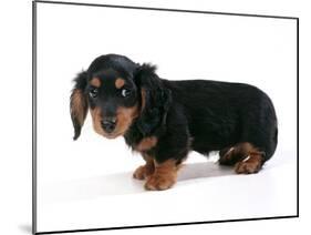 Miniature Long-Haired Dachshund-null-Mounted Photographic Print