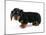 Miniature Long-Haired Dachshund-null-Mounted Photographic Print