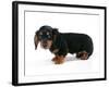 Miniature Long-Haired Dachshund-null-Framed Photographic Print