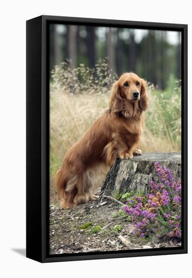 Miniature Long Haired Dachshunds on a Tree Stump-null-Framed Stretched Canvas