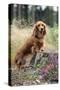 Miniature Long Haired Dachshunds on a Tree Stump-null-Stretched Canvas