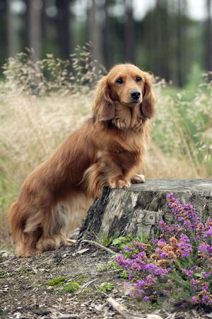 miniature long haired